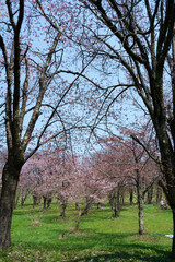 サクラが満開の公園