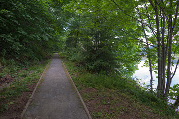 path in the forest