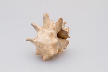 Seashells on a white background. Close-up.