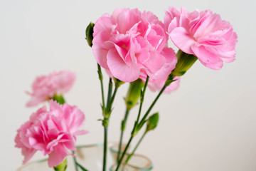 白背景のピンクのカーネーション