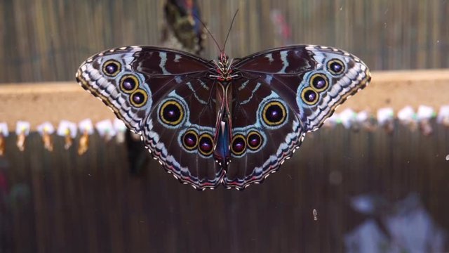 beautiful closeup of a Peleides blue morpho butterfly flapping its wings, Tropical insect specie from America