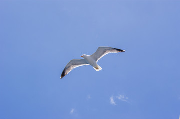 seagull flying in the blue sky