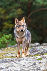 Lone wolf running in autumn forest Czech Republic