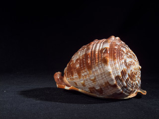 Shell on a Dark Background
