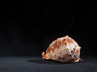 Shell on a Dark Background