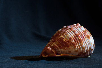 Shell on a Dark Background