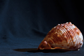 Shell on a Dark Background