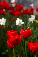 Many beautiful red tulips on a background of daffodils in spring blooms in the garden. A lot of blooming flowers, background