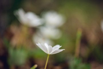 Tiny white bloodroot flower blooming on a forest floor in the Spring