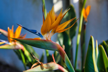 2020-02-14 A STUNNING CLOSE UP OF A MULTI COLORED HELICONIA WITH A GREEN BACKGROUND IN LA JOLLA CALIFORNIA