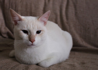 cat with blue eyes white brown background