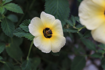 Obraz na płótnie Canvas yellow flower in the garden bee working