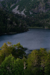 Fototapeta na wymiar native forest in the lake 