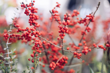 red berries of barberry