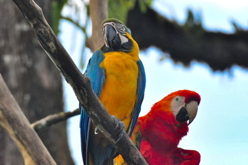 A pair of parrots