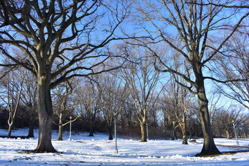 winter in the park