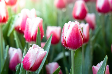Fototapeta premium Beautiful bouquet of tulips. colorful tulips. nature background