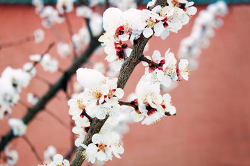 Blooming and snow