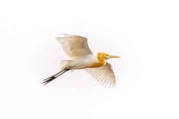 A flying cattle egret on a white background