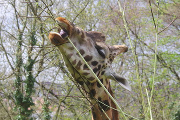 Giraffe rolling her tongue to eat