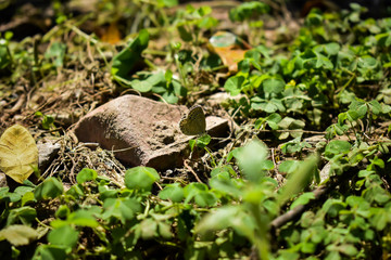 Small wild butterfly macro shot in the day time