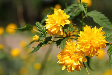 spring flowers, close-up of plants on a sunny day