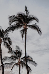 Fototapeta na wymiar Palmtree