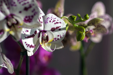 Phalaenopsis moth orchids blooming on windowsill in sunlight
