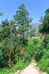 forest along valley of the mountains