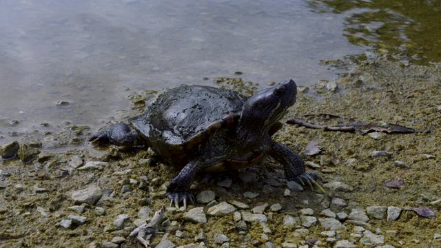 Beautiful closeup of a turtle, one of the oldest reptiles. Turtles are ectotherms&mdash;animals commonly called cold-blooded and a symbol of longevity in many cultures