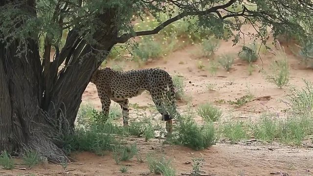 Male African Cheetah marks his territory by urinating on a tree