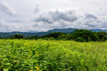 雑草と夏の雲