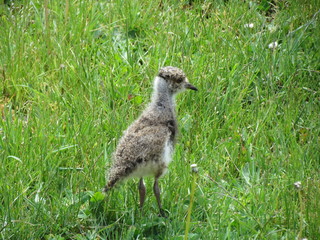 Southern Lapwing (Vanellus chilensis) is a bird of the order Charadriiformes in the family Charadriidae.