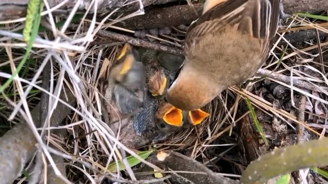Mother bird feed babies background