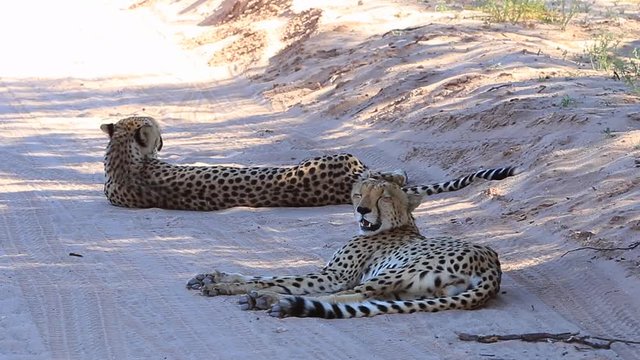 Two adult Cheetahs lying on road pant rapidly in the Kalahari heat