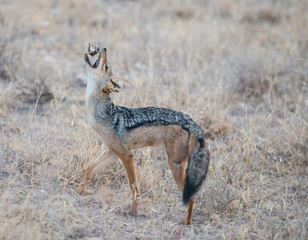 A black backed Jackal catches a mouse in Etosha National Park Namibia, Africa