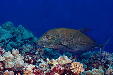 Naklejka na ściany i meble Trevally Jack swimming over a coral reef