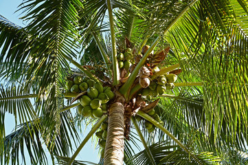 Coconut Tree - Cocos nucifera - bearing large number of coconuts photographed from below on a clear sunny afternoon.
