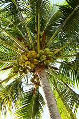 Coconut Tree - Cocos nucifera - bearing large number of coconuts photographed from below on a clear sunny afternoon.