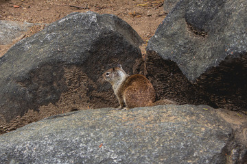 Squirrel in Yosemite Park