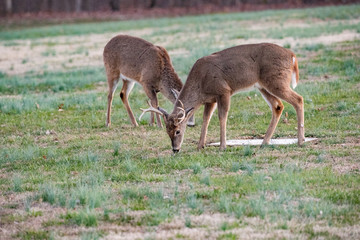 Bucks