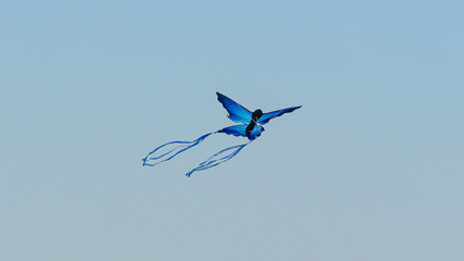blue kite