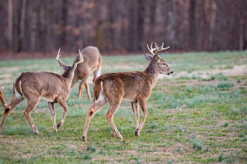 Bucks