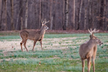 Bucks