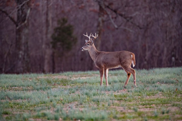 Bucks