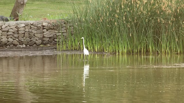 White heron (Ardea Alba) on the water at the edge of the river. Escobar, Argentina.