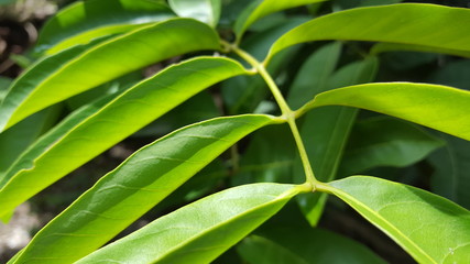 Naklejka na ściany i meble Green leaf in the jungle, when morning has come
