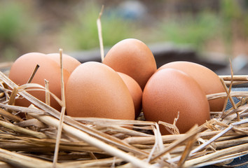 Close up eggs in nature.
