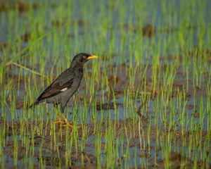 Javan Myna (Acridotheres javanicus) with blurry background is a species of myna. It is a member of the starling family.