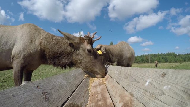 Conflict between two marals during lunch